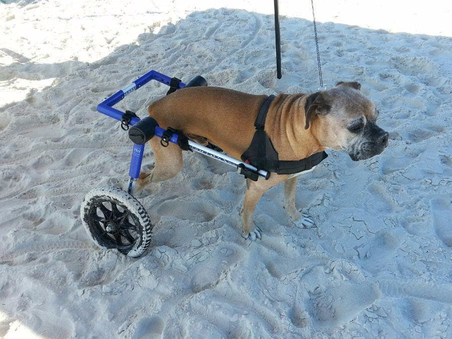 Carrito ajustable para perro/silla de ruedas, sillas de ruedas para perros  pequeños/medianos, ayudas de movilidad para perros y gatos para patas