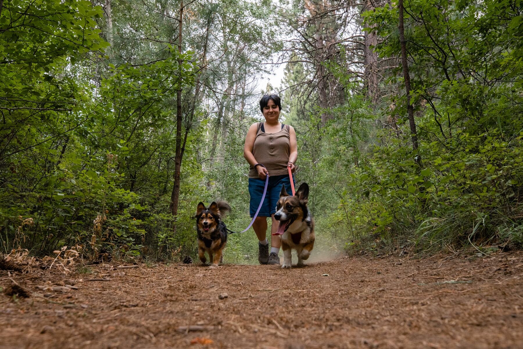 Collar para Perros Modelo Front Range Collar Purpura (Purple Sage) de Ruffwear