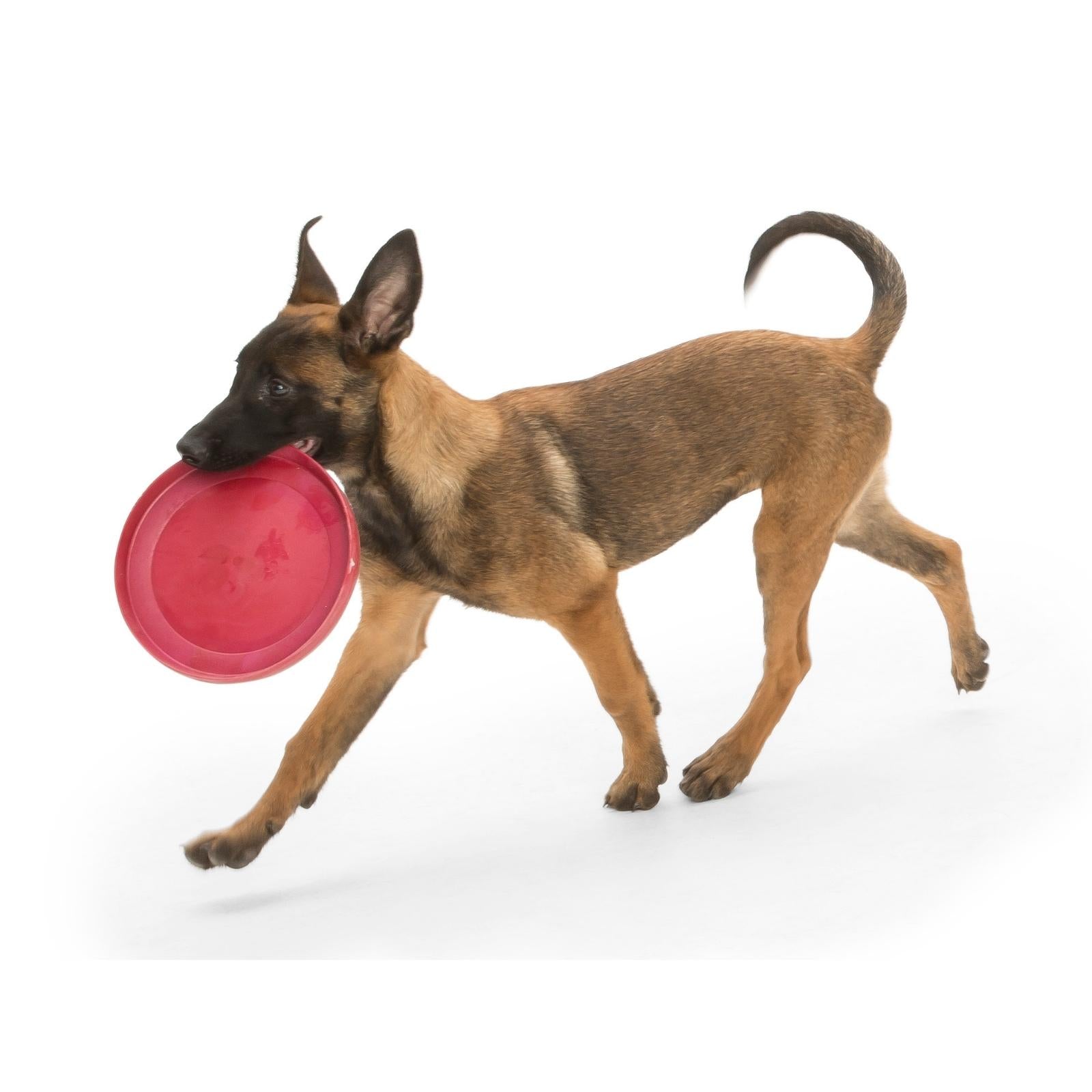 GENERICO Frisbee Perro Disco Frisbee Para Mascota Perro Juguete Perro