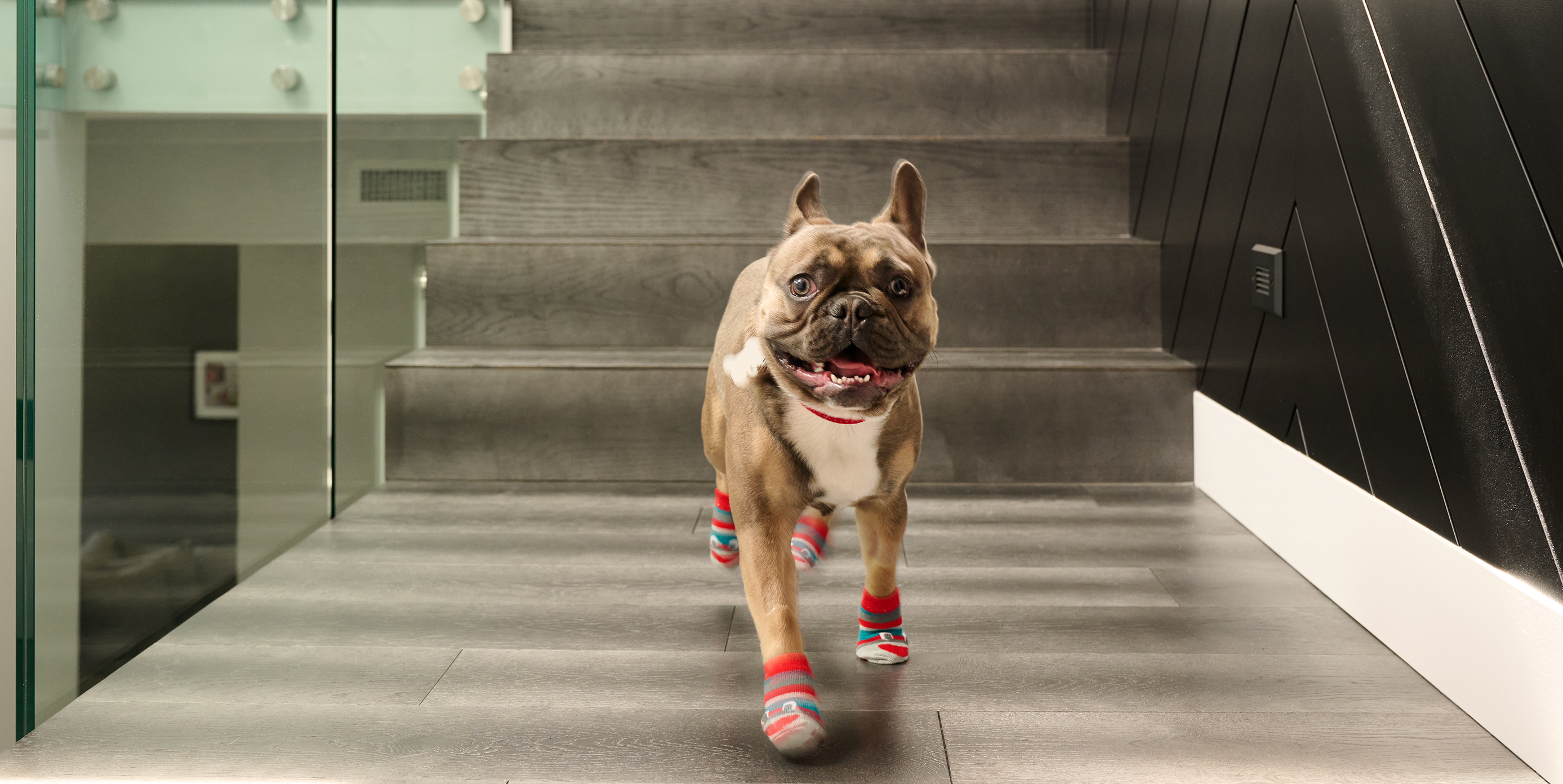 Calcetines personalizados para mascotas, calcetines para perros