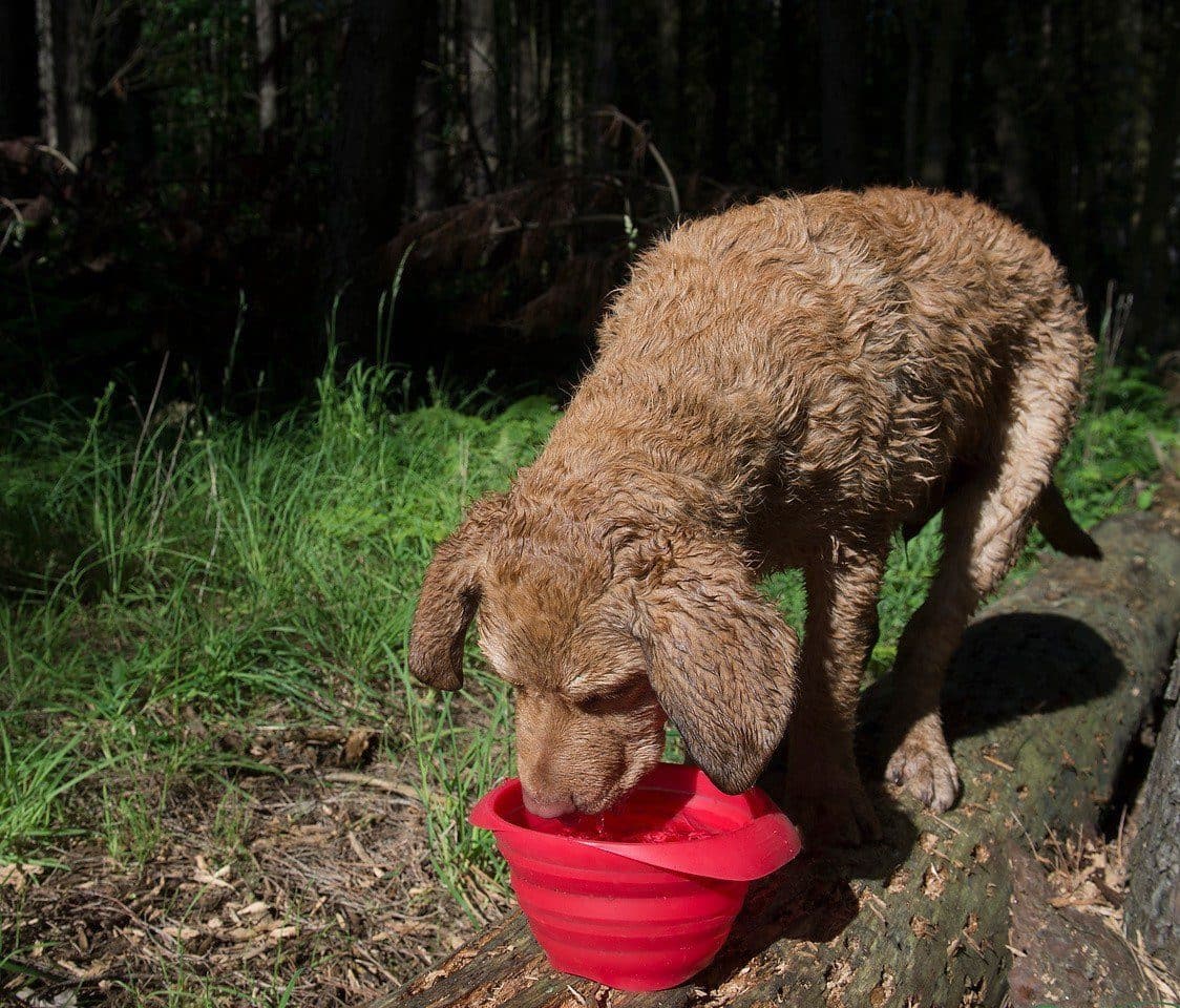 Kurgo Collaps-A-Bowl Pet Travel Bowl, Red