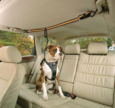 Cinturon de seguridad coche para perros homologado - AnimalComfort