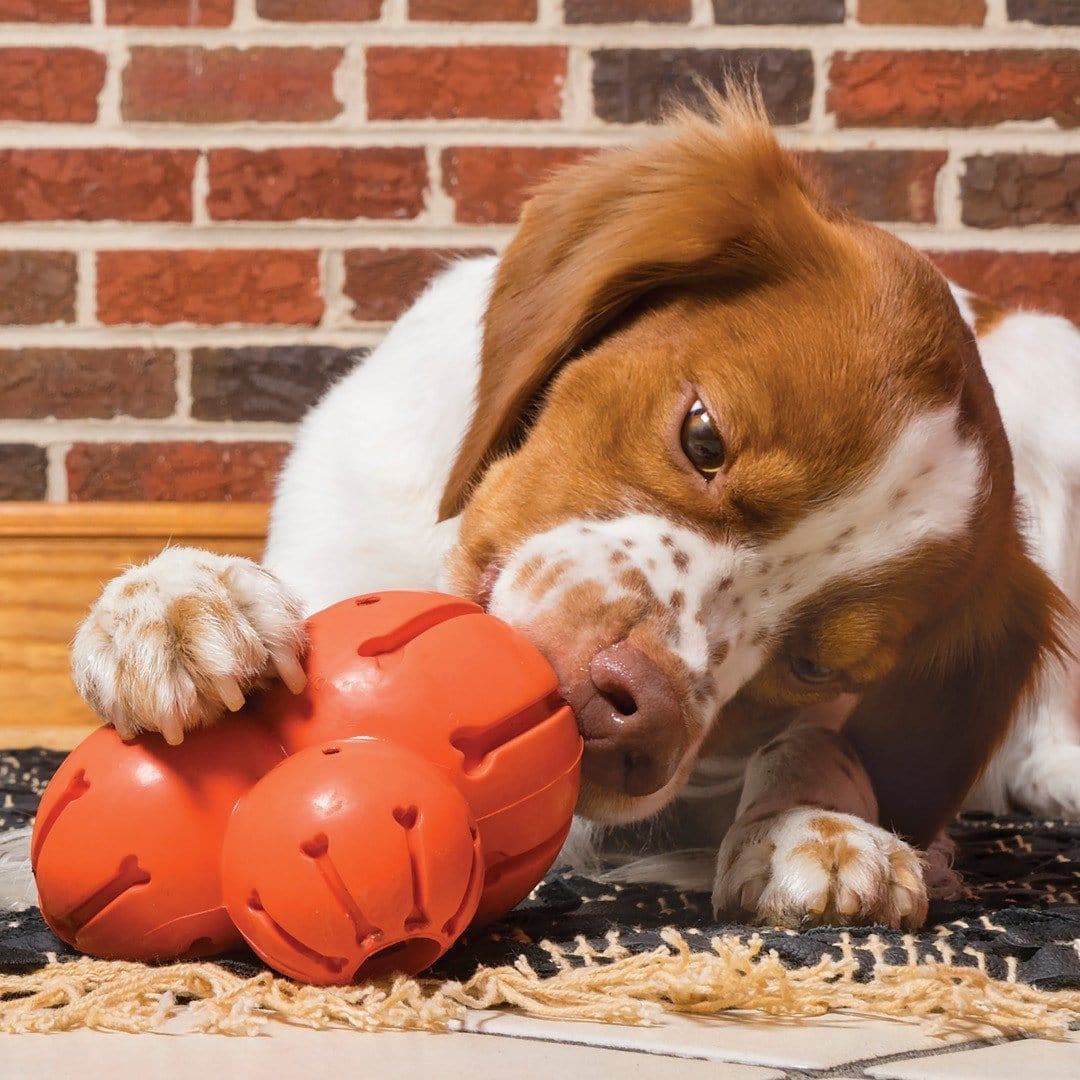 Busy buddy best sale barnacle dog toy